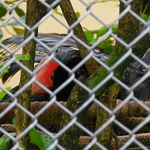 Alagoas curassow - Belo Horizonte zoo