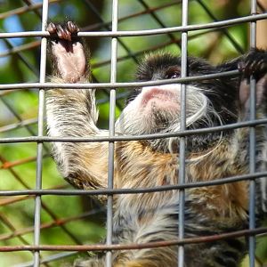 Emperor tamarin - Belo Horizonte zoo