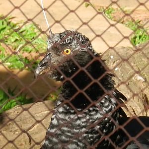 Horned screamer - Belo Horizonte zoo