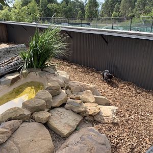Tasmanian Devil Enclosure