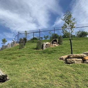 Yellow-foooted Rock Wallaby
