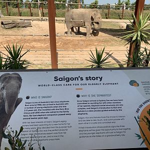 Saigon and her story