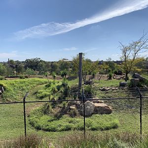 African Wild Dog Exhibit