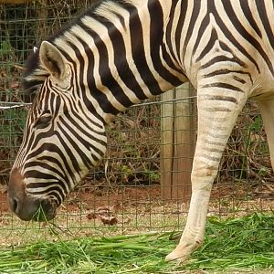 Burquell's zebra - Belo Horizonte zoo