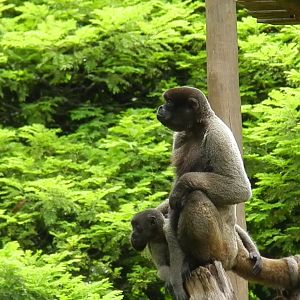 Mum and baby wooly monkey - Belo Horizonte zoo