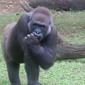 Lowland gorilla - Belo Horizonte zoo