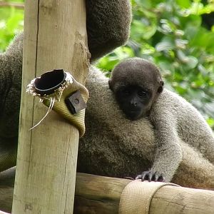 Baby wooly monkey and mum - Belo Horizonte zoo