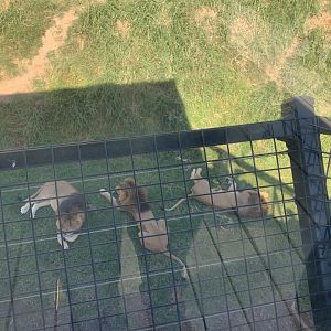 View of African Lion