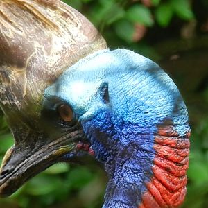 Southern cassowary - Belo Horizonte zoo