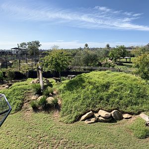 Spotted Hyena Exhibit