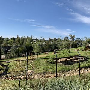 Cheetah Exhibit
