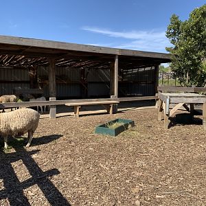 Kids Zoo- Sheep and Goats