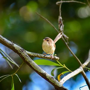Red-backed Fairywren (Malurus melanocephalus)