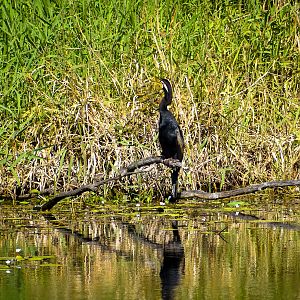 Male - Australasian Darter (Anhinga novaehollandiae)
