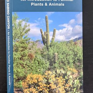 Field Guide to Sabino Canyon
