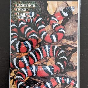 Reptiles and Amphibians of the Colorado Plateau