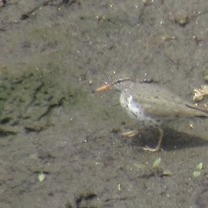 Spotted sandpiper