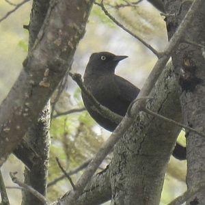 Rusty blackbird