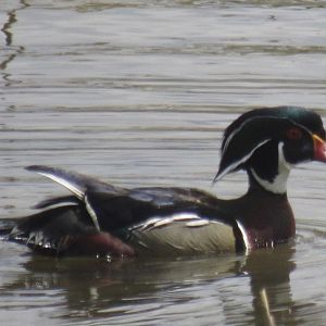 Wood duck