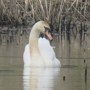 Mute swan