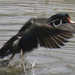 Wood duck