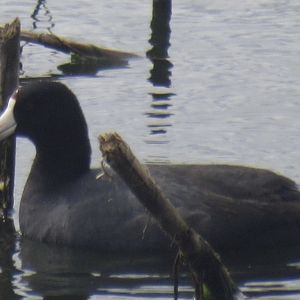 American coot