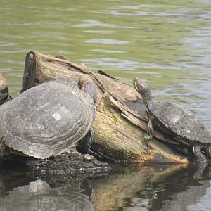 Red eared sliders