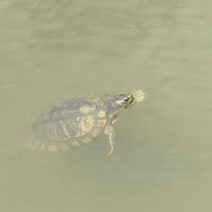 Red eared slider