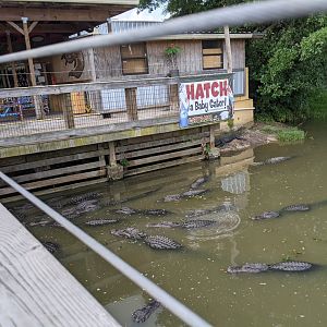 Large Gator Pond