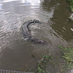 Large Alligator