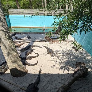 Small alligator enclosure #2