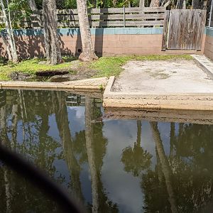 Orinoco Crocodile enclosure