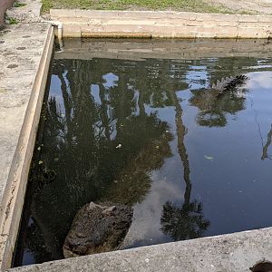 Salt Water Crocodile