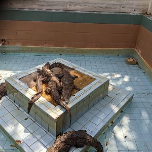 Small crocodile enclosure #1