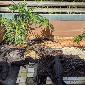 Small alligator enclosure #4