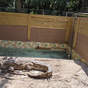 American Crocodile