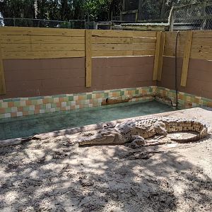 Large American Crocodile