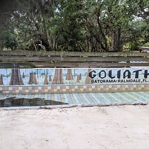 Goliath the crocodile