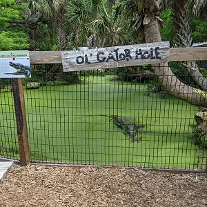 "Grandpa" the American Alligator