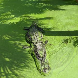 Grandpa the alligator