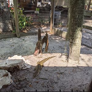 Small Nile Crocodile