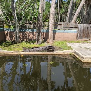 Orinoco Crocodile