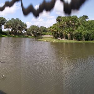 Large alligator and crocodile pond