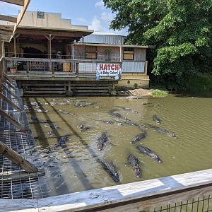 Large alligator and crocodile pond