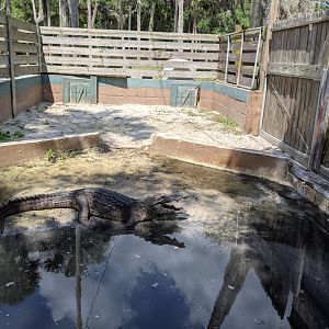 Crocodile, not signed. American?