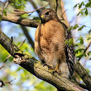 Red-shouldered Hawk (Buteo lineatus)
