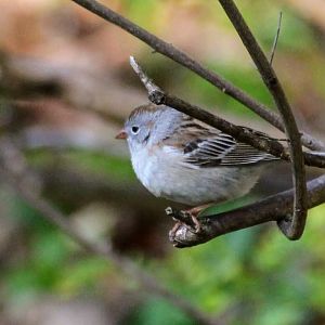 Field Sparrow (Spizella pusilla)