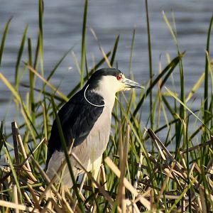 Black-crowned Night-Heron (Nycticorax nycticorax)