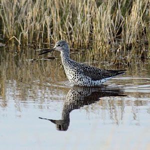 Greater Yellowlegs (Tringa melanoleuca)