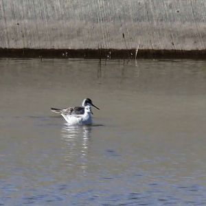 Wilson's Phalarope (Phalaropus tricolor)